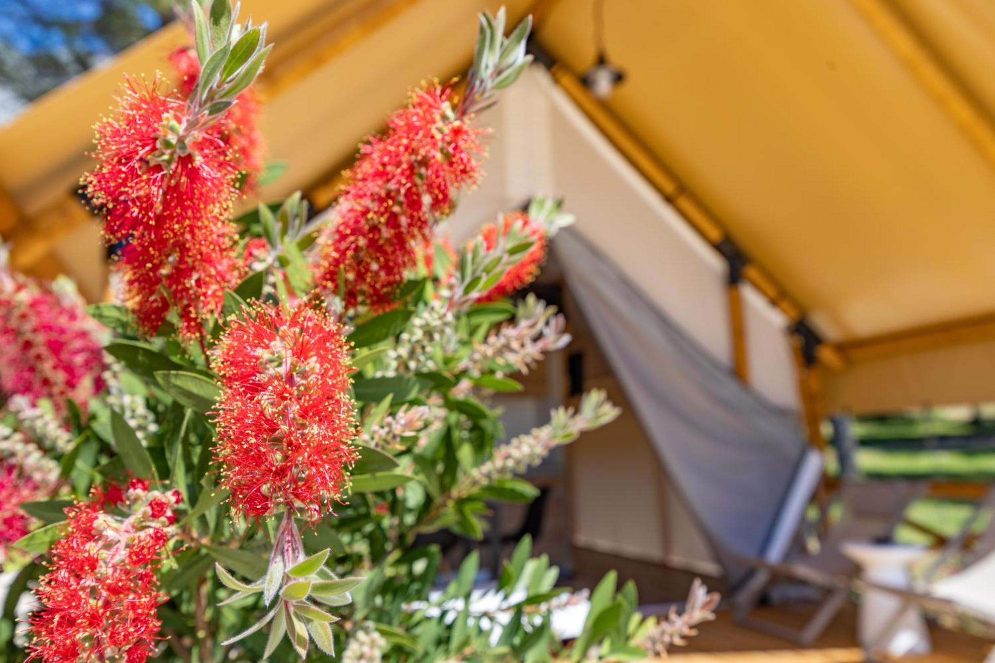 Camp Dole Zivogosce - Mobile Home And Glamping Tent Exteriör bild